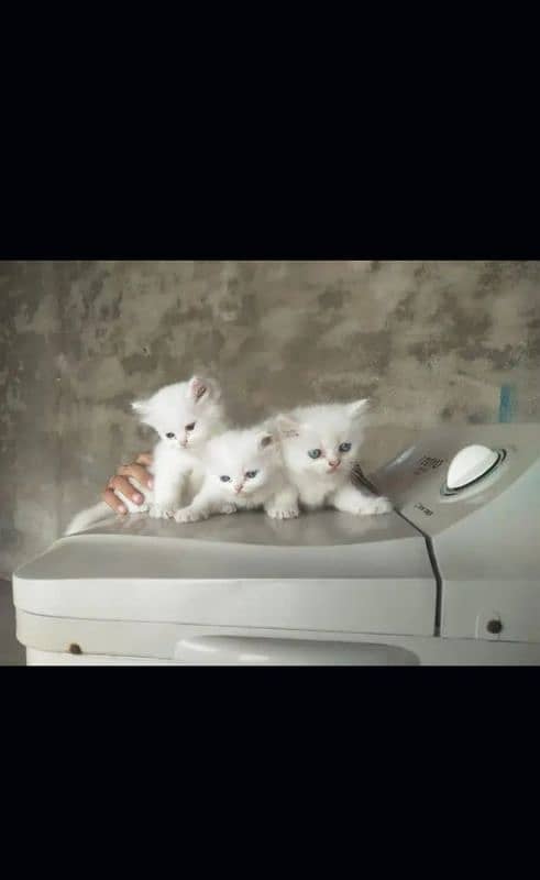 4. white kitten blue eyes sale with mother 8