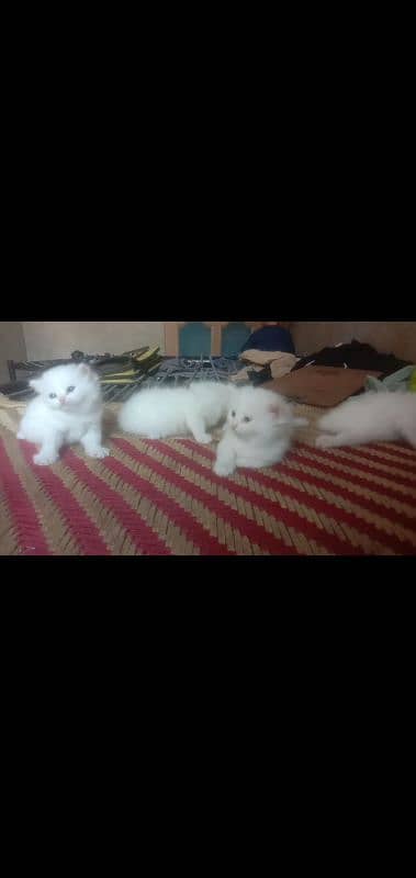 4. white kitten blue eyes sale with mother 9