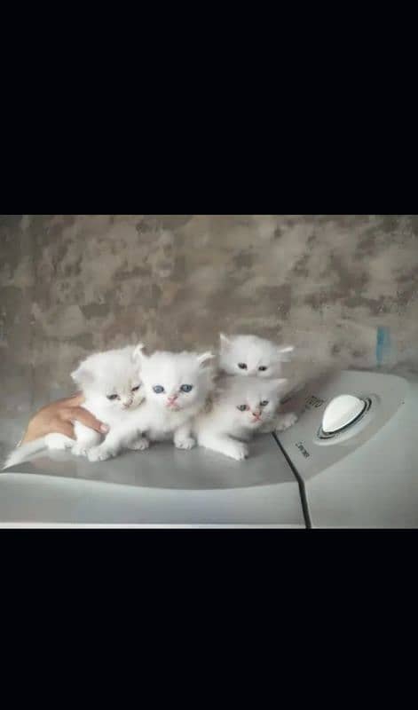 4. white kitten blue eyes sale with mother 10