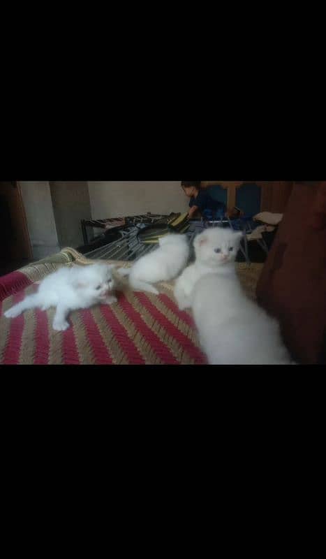 4. white kitten blue eyes sale with mother 11