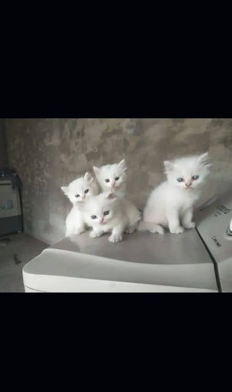 4. white kitten blue eyes sale with mother 12