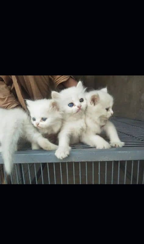 4. white kitten blue eyes sale with mother 13