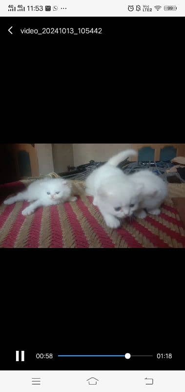 4. white kitten blue eyes sale with mother 15