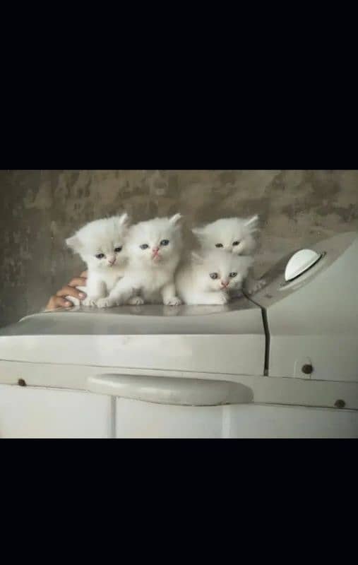 4. white kitten blue eyes sale with mother 16