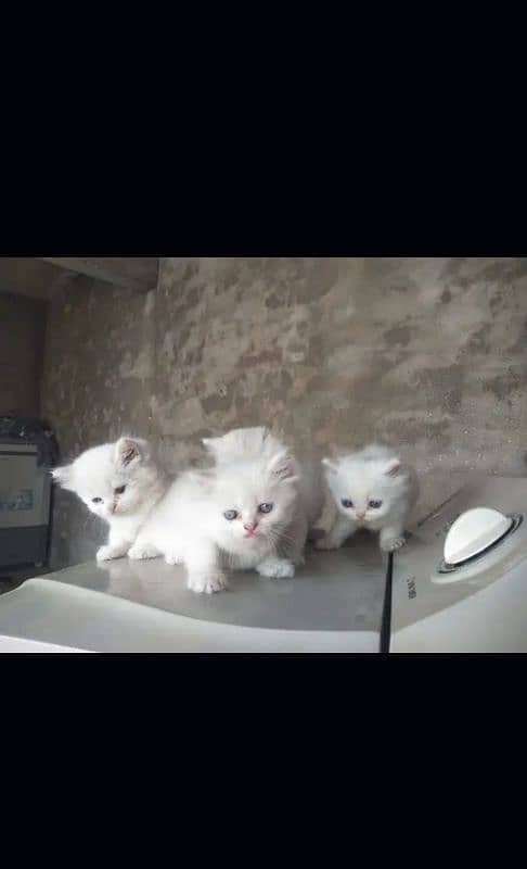 4. white kitten blue eyes sale with mother 17