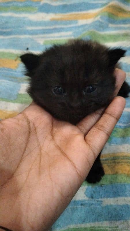 kittens for sale 1