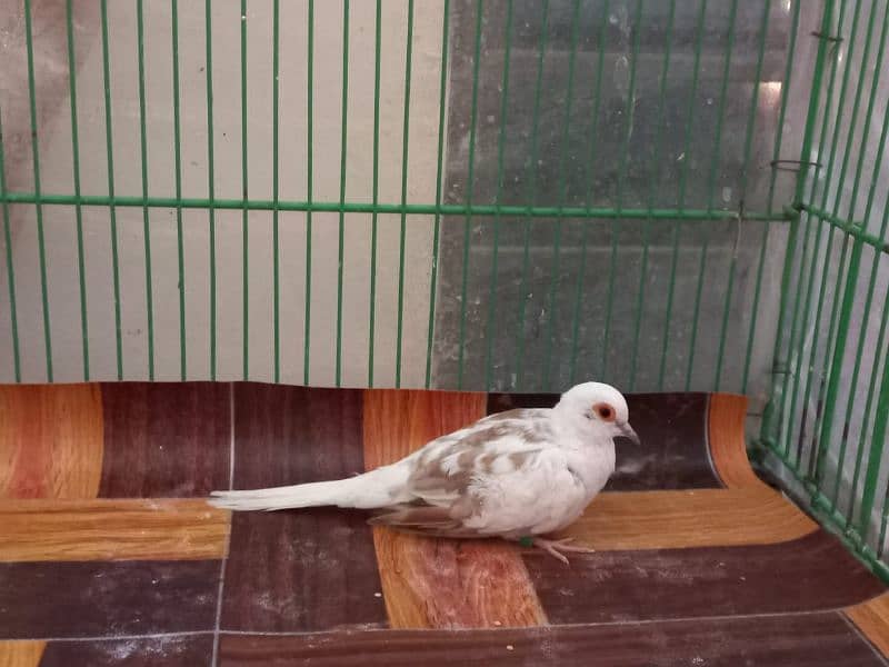 Red Pied female dove for sale 0