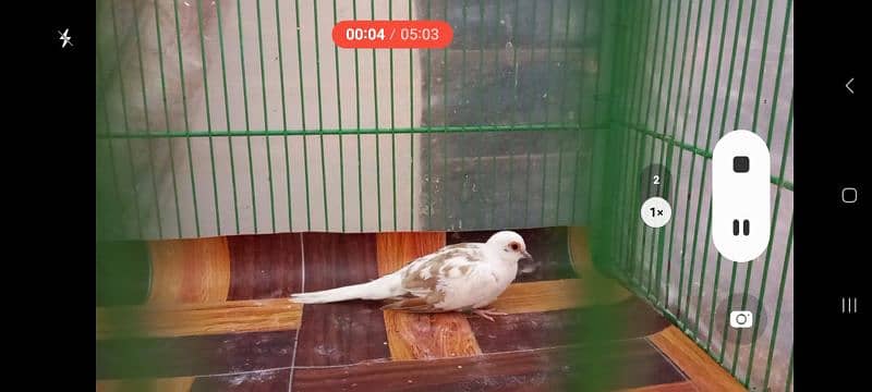 Red Pied female dove for sale 1