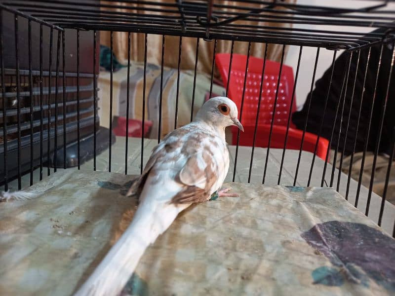 Red Pied female dove for sale 2