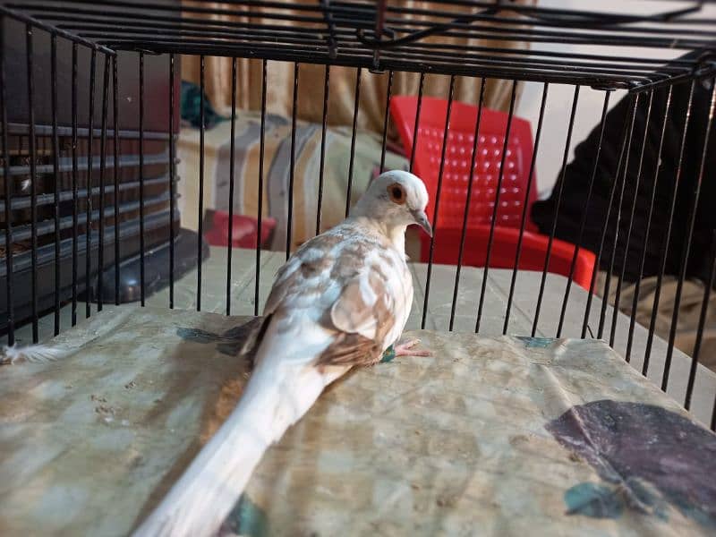 Red Pied female dove for sale 3