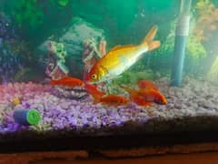 All Fishes for Urgently Sale 10 small and 2 big