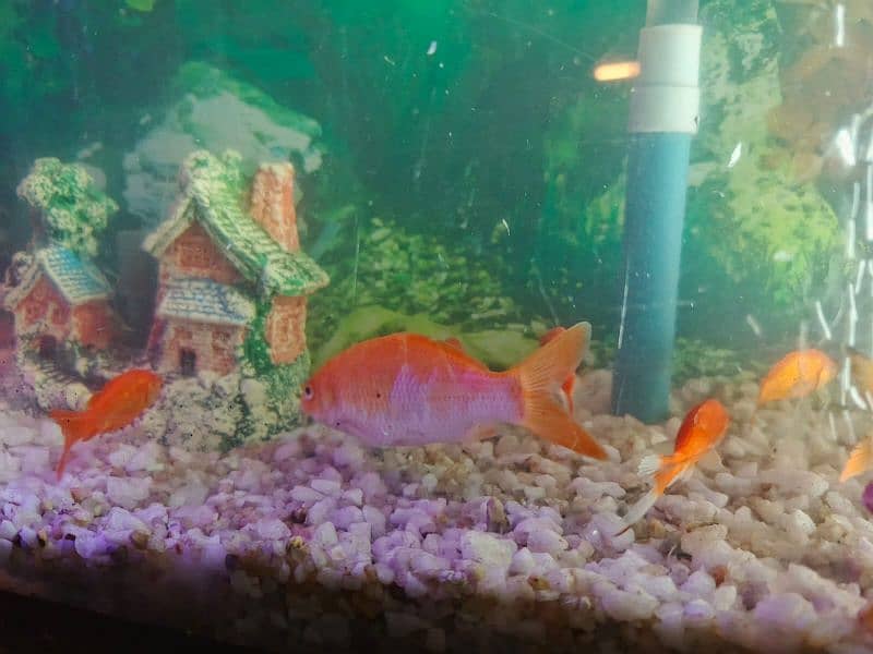 All Fishes for Urgently Sale 10 small and 2 big 3