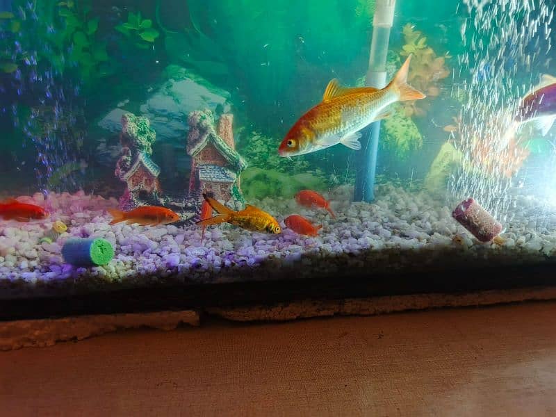 All Fishes for Urgently Sale 10 small and 2 big 16