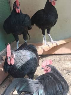 Australorp male Rir eggs