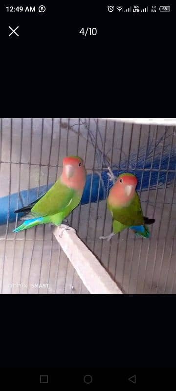 lovebirds for sale 0