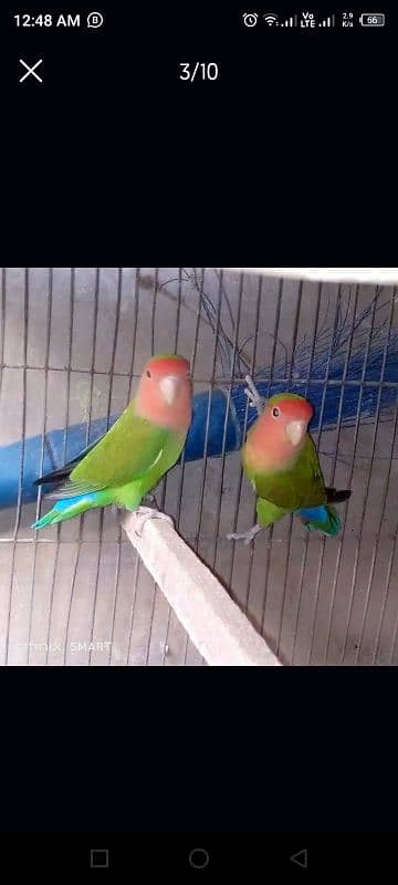 lovebirds for sale 1