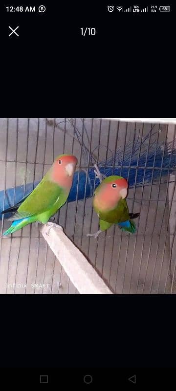 lovebirds for sale 2