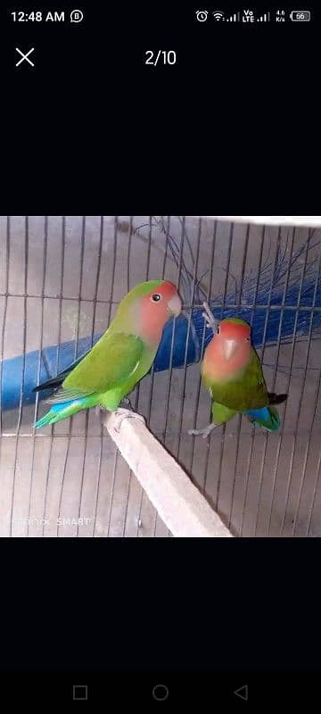 lovebirds for sale 3