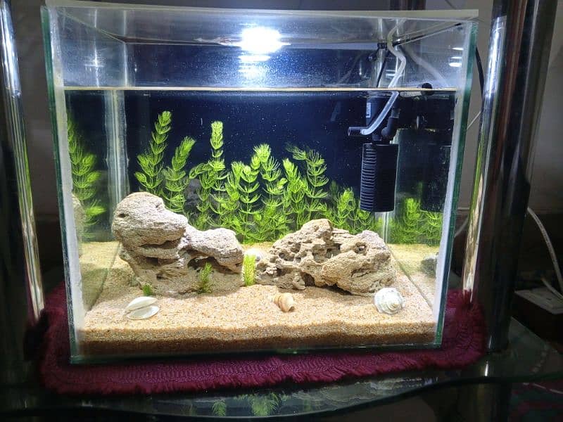 Aquarium For Sale 1