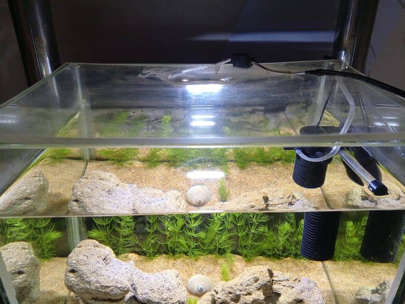 Aquarium For Sale 5