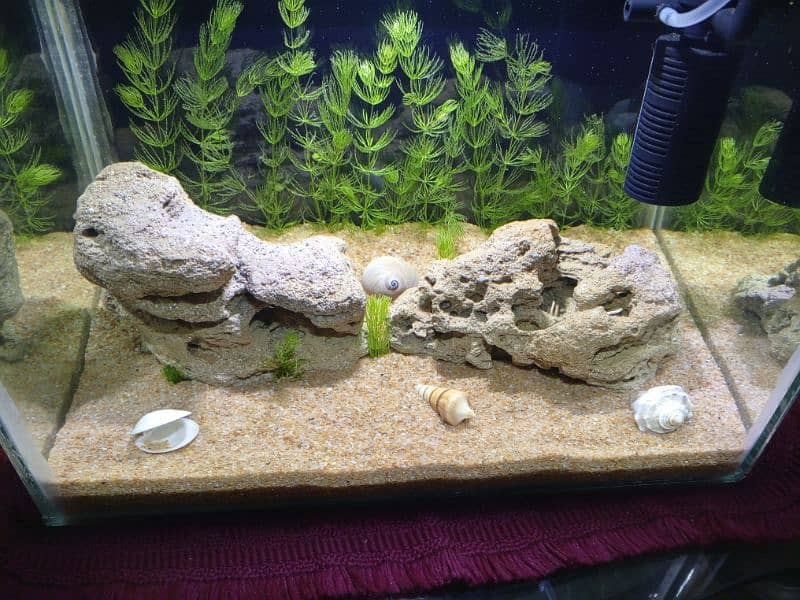 Aquarium For Sale 6