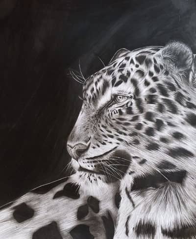 hand made cheetah  sketch