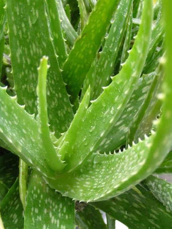 sweet aloe vera 0