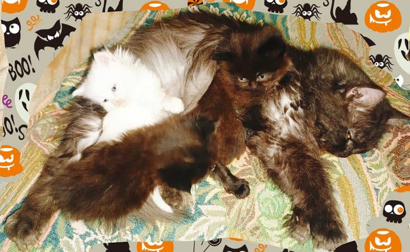 Persian Kitten Pair For Sale 2