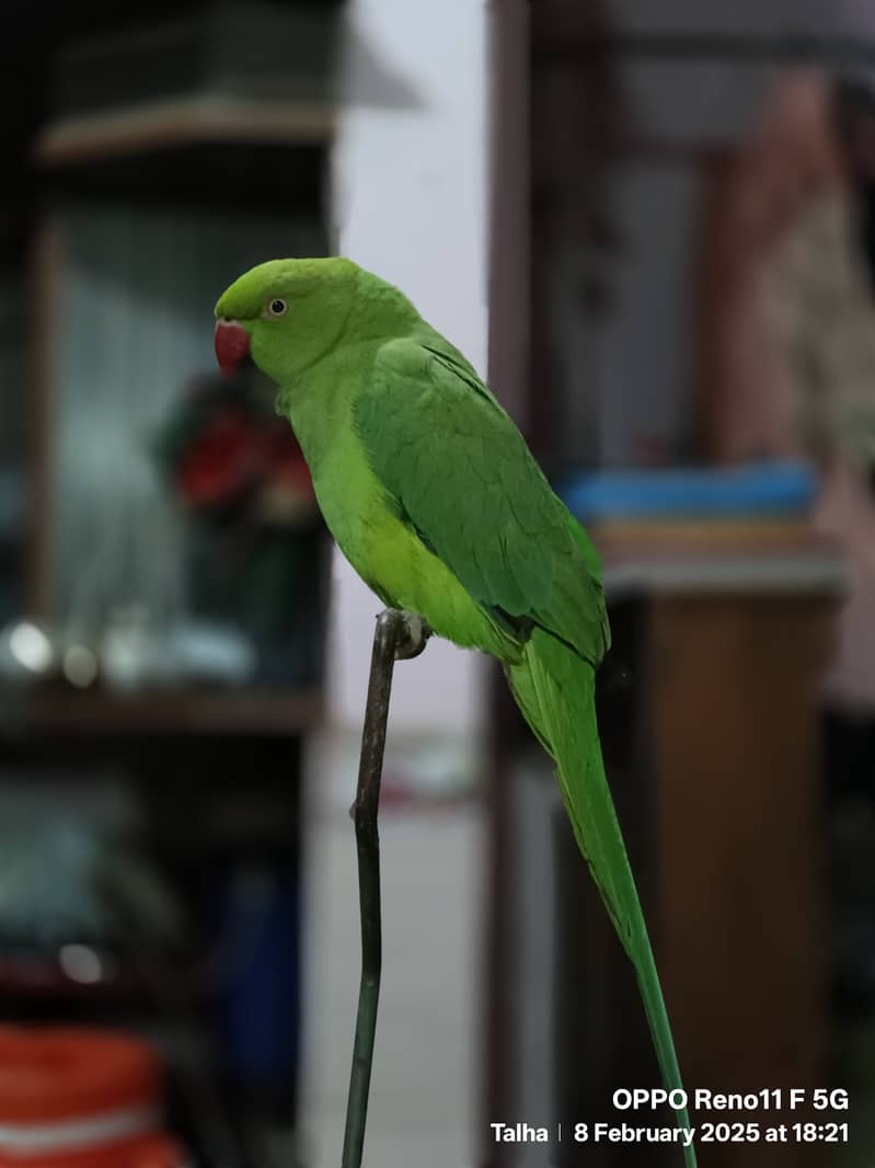 Green Parrot Female 0