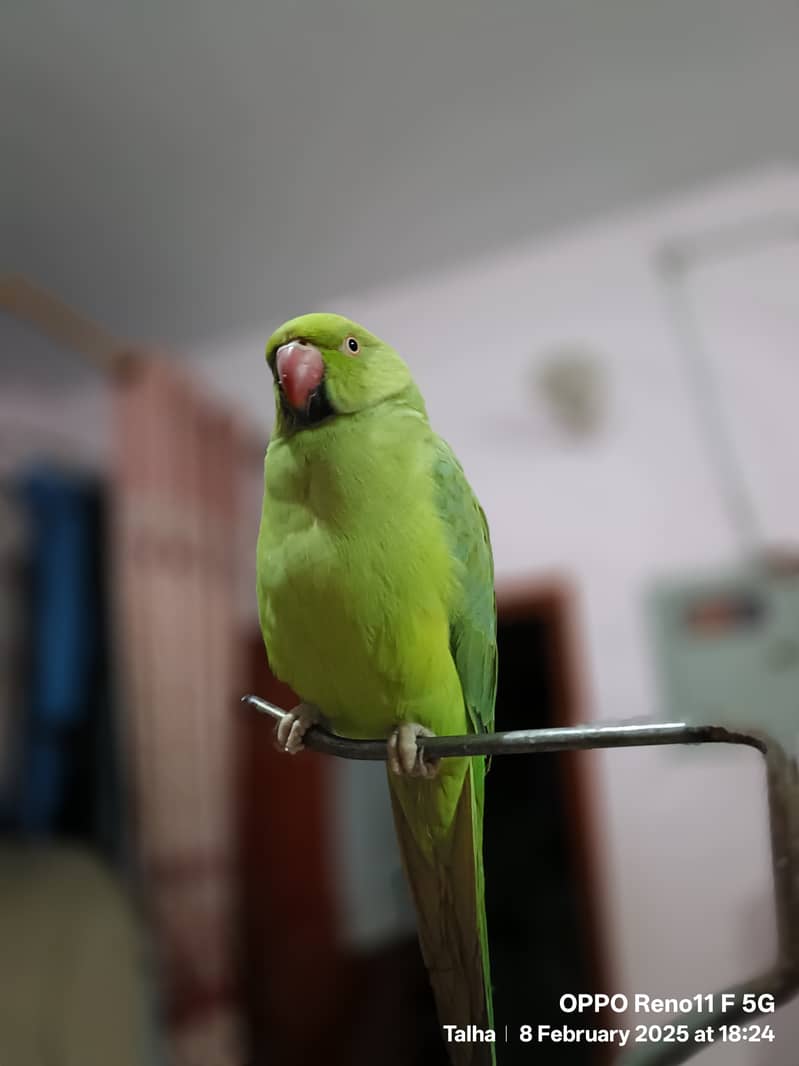 Green Parrot Female 1