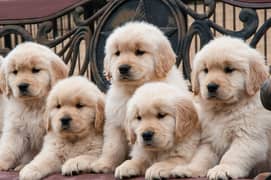 American golden retriever puppy