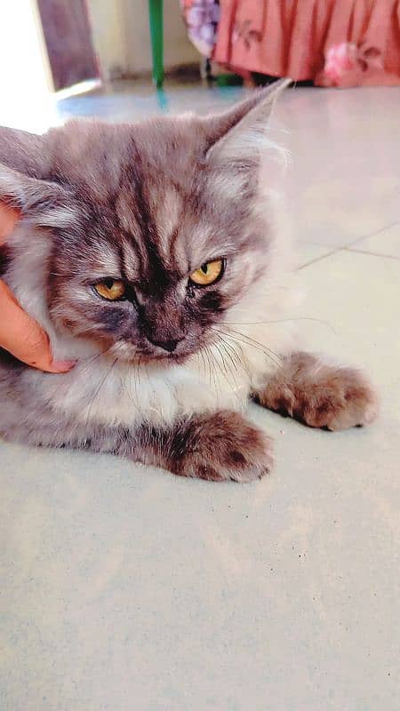 persian catt 0