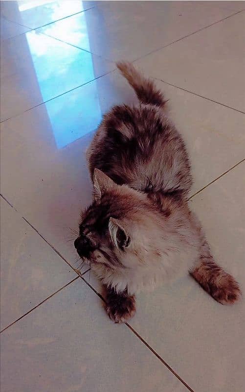 persian catt 3