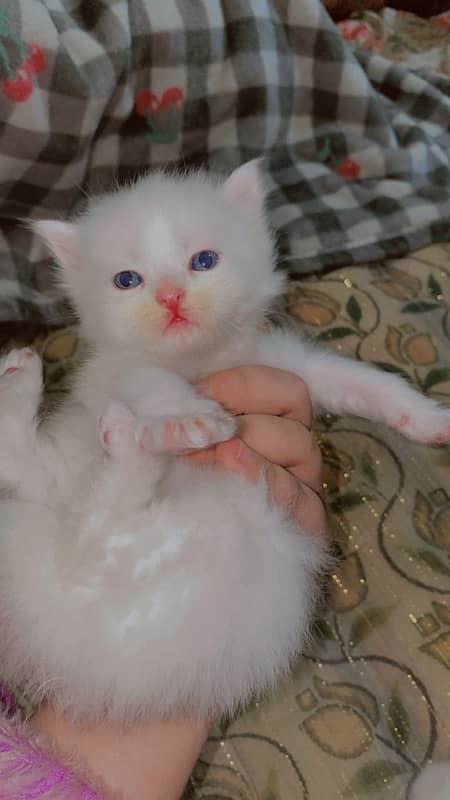 imported perisan kitten 3