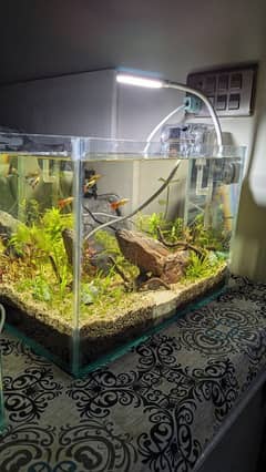 live planted aquarium