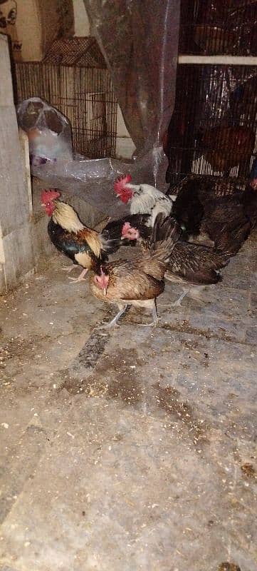 Desi murgian eggs laying/English game/Golden buff/blue bantam 3