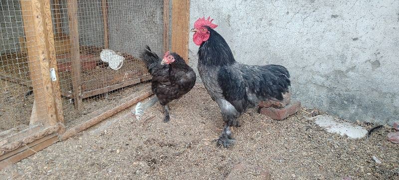 Desi murgian eggs laying/English game/Golden buff/blue bantam 4