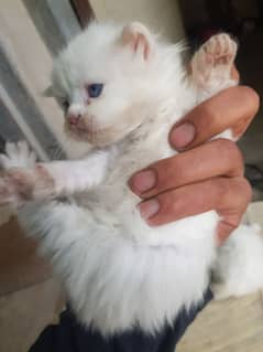 persian kitten cat