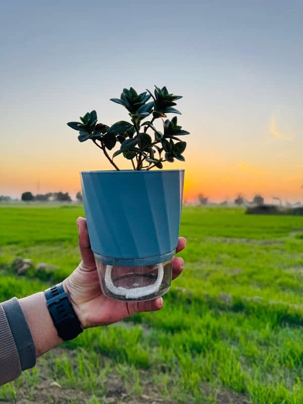 Self Watering Pots 0