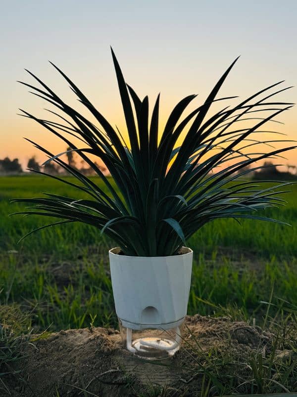 Self Watering Pots 2