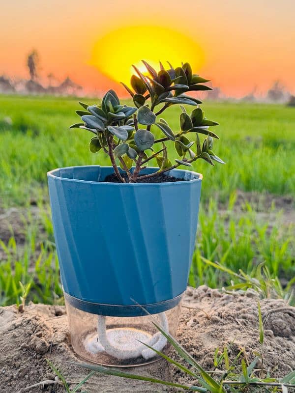 Self Watering Pots 3