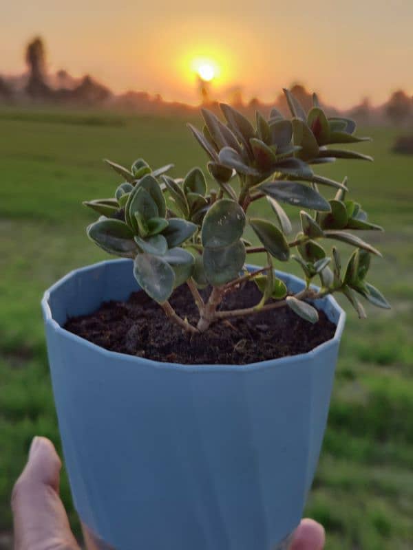 Self Watering Pots 11