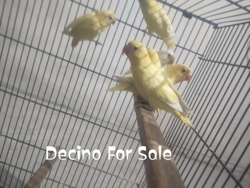 Cremino Decino Albino Red Eyes Pathey Healthy And Active 0