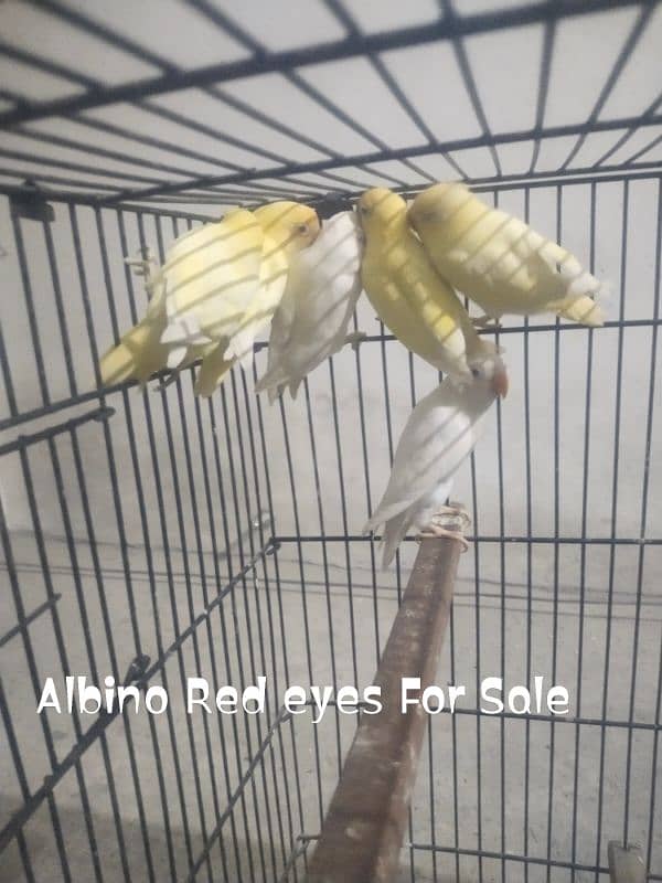 Cremino Decino Albino Red Eyes Pathey Healthy And Active 1