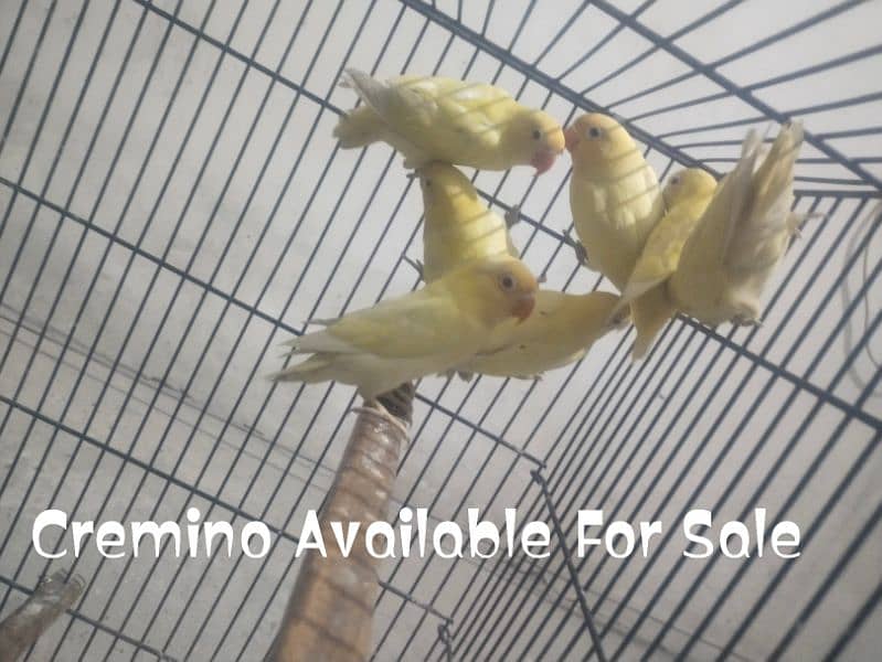 Cremino Decino Albino Red Eyes Pathey Healthy And Active 2