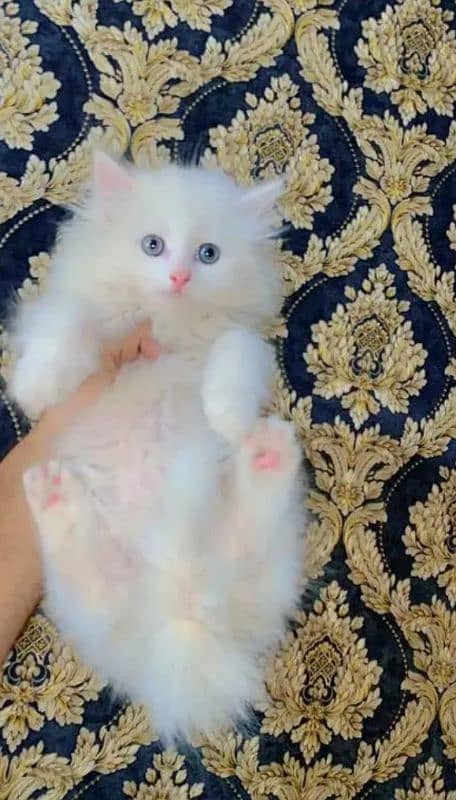 Persian Cat for sale my WhatsApp number 0326/74/83/108 1