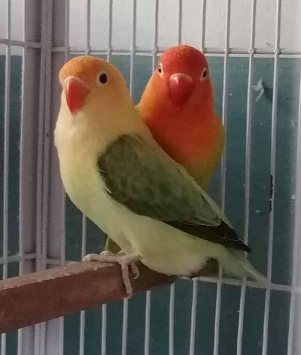 lovebirds 1