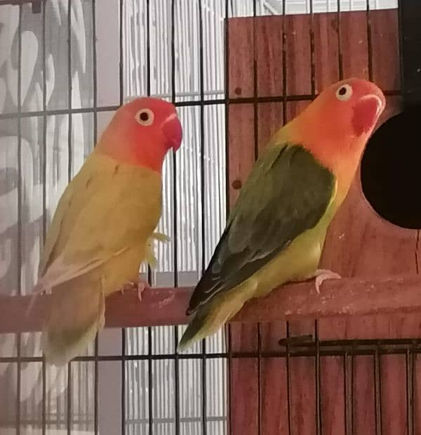 lovebirds 2