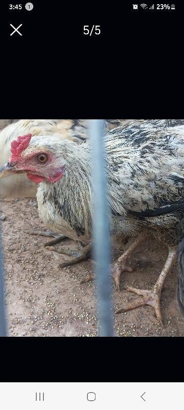 Desi Hens for sale 0