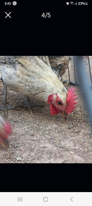 Desi Hens for sale 1